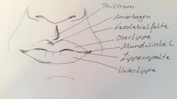 Mund Anatomie